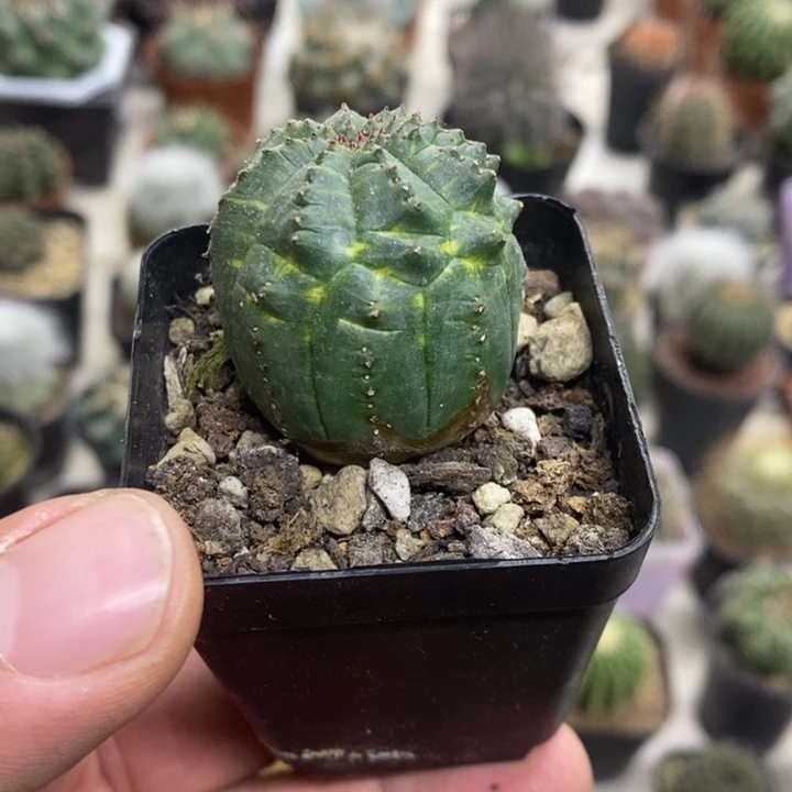 泰布锦特价福利特价