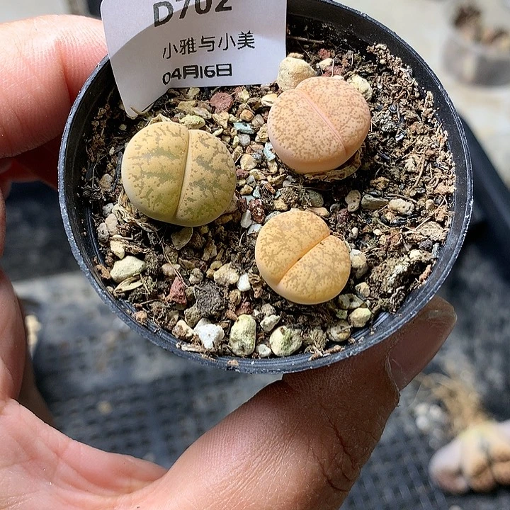 红*D702多肉植物保护研究所