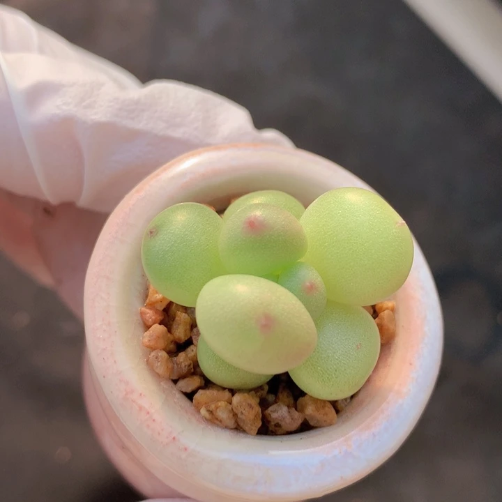 025 萤火虫 绿荧光 亮闪闪