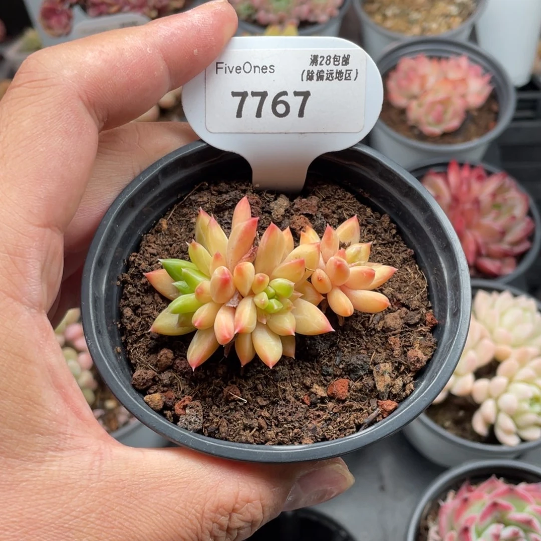 7767甲骨文6厘米