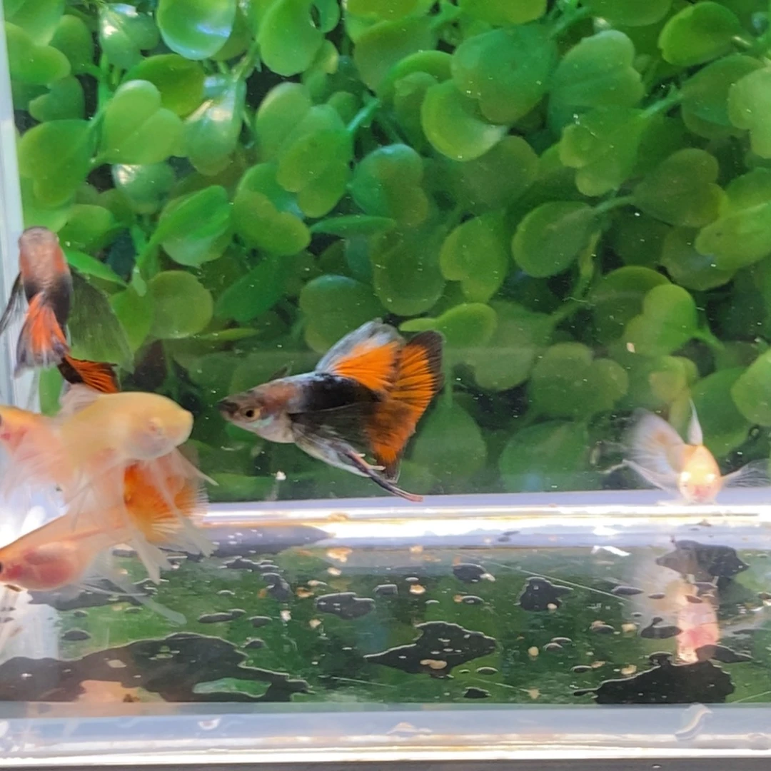 孔雀鱼缎带七条孔雀鱼