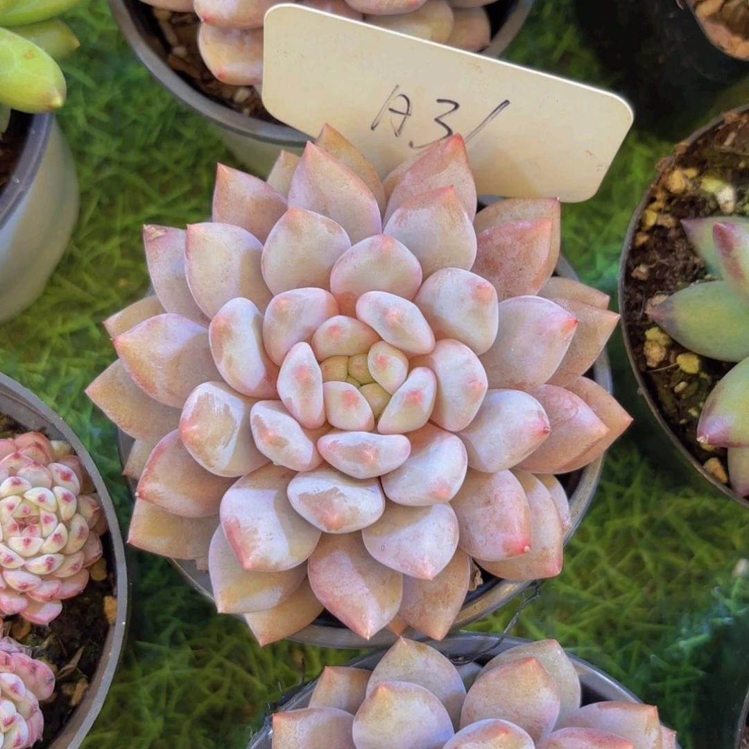 哦****云南金致家精品多肉