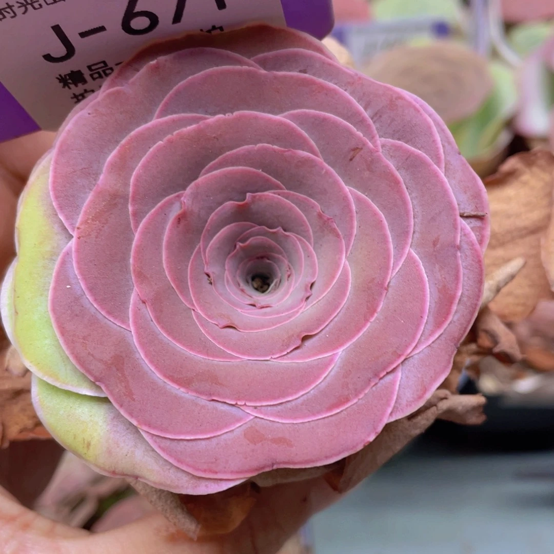 山地玫瑰J671裸根发货不售后