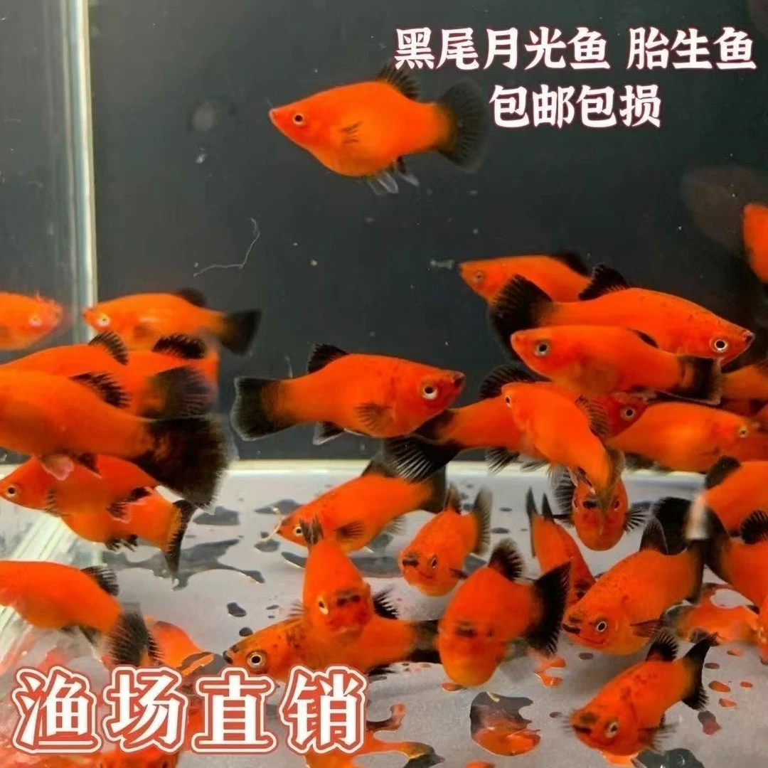 胎生混养的红色中国红月光鱼黑尾猫米奇观赏鱼精品熊猫鱼