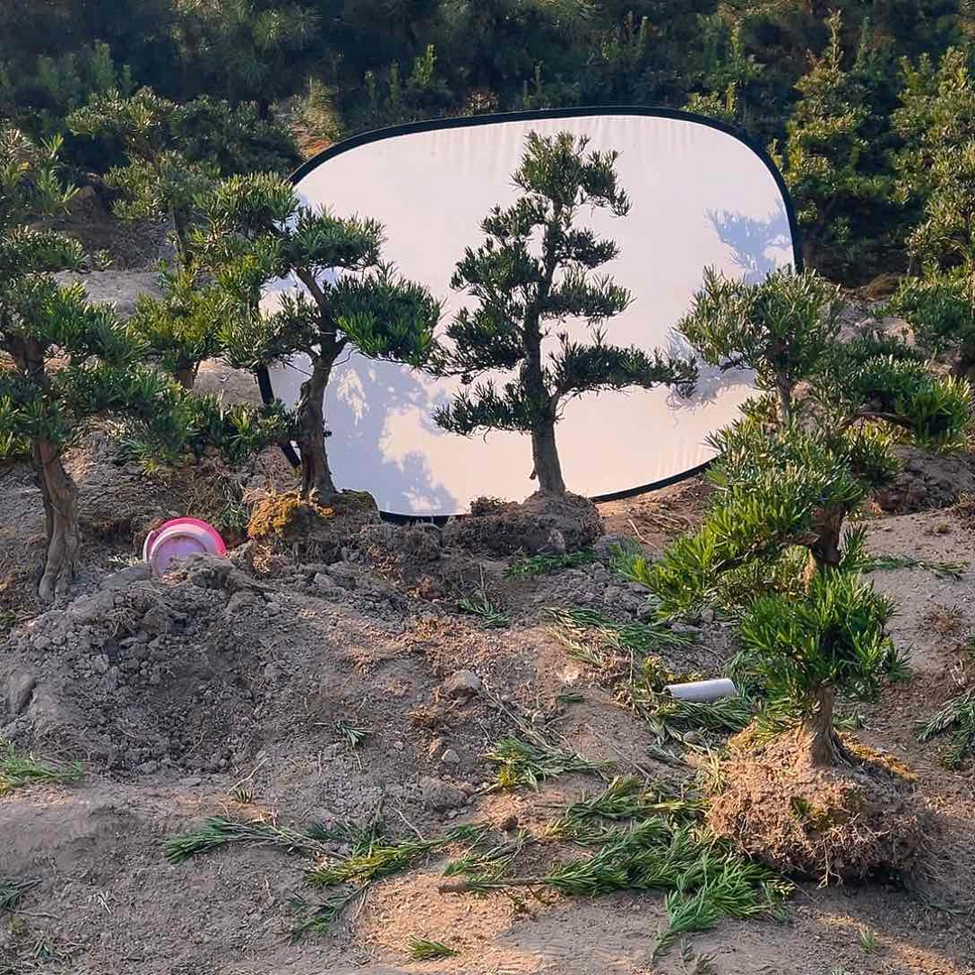 ?****?小叶雀舌罗汉松