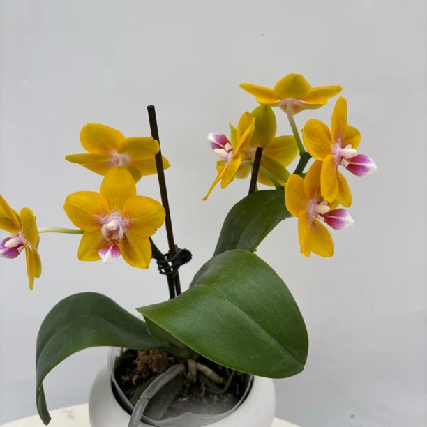 【香水黄金福利款】花不晚蝴蝶兰  带香味桌面款 室内花 开花株