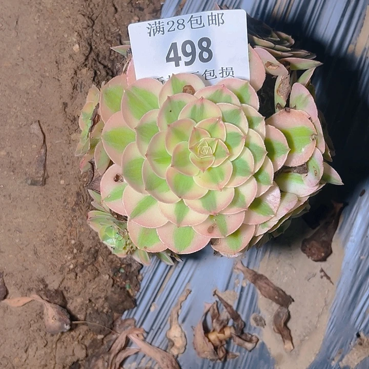 查***人498荔枝多肉植物保护