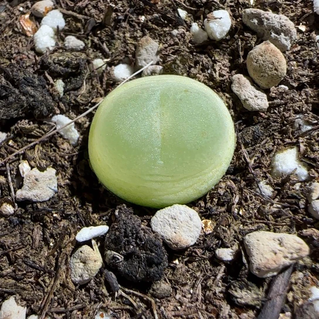 肉锥多肉植物组合-sh1200拉登776