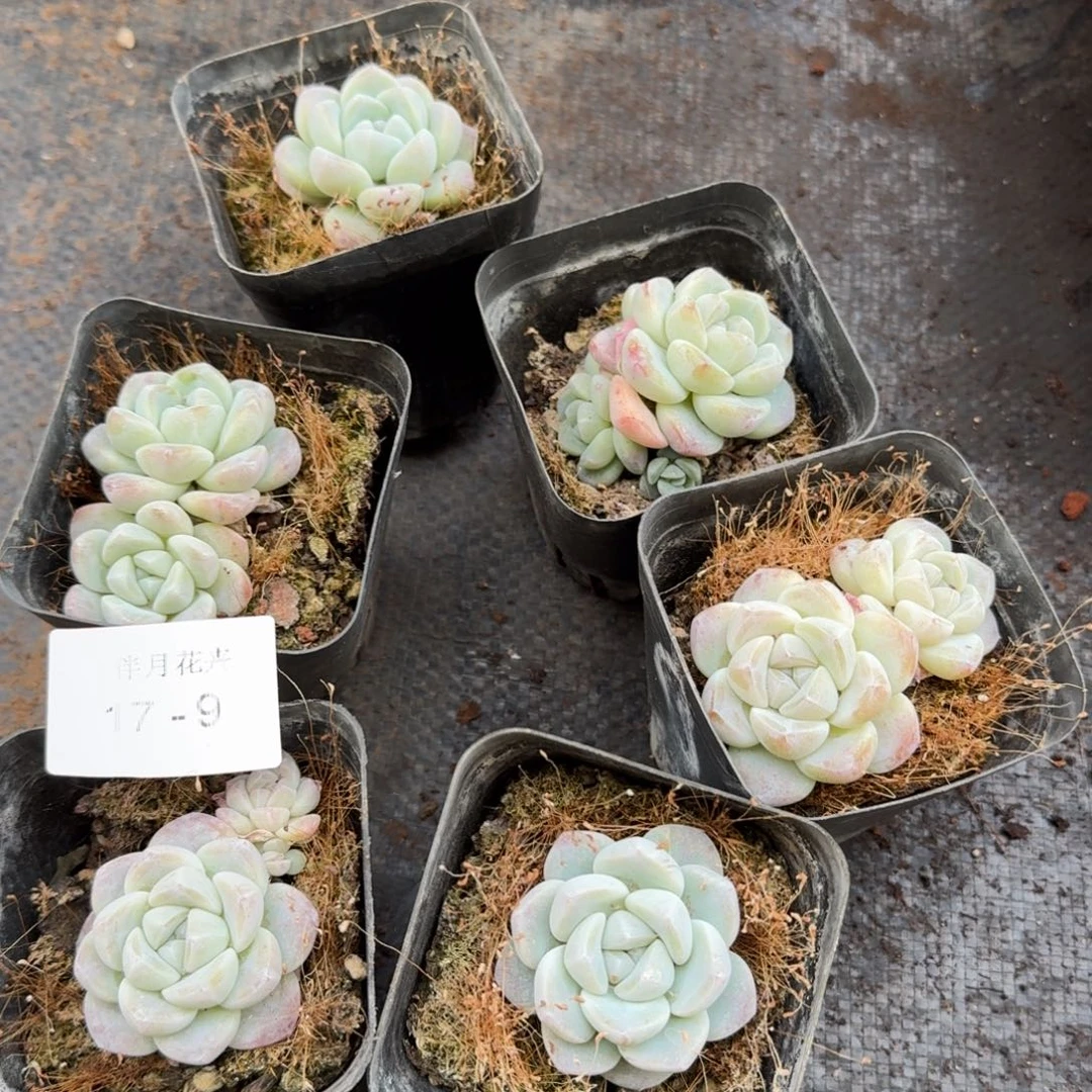 冰玉3单+3群六颗脱土17/9