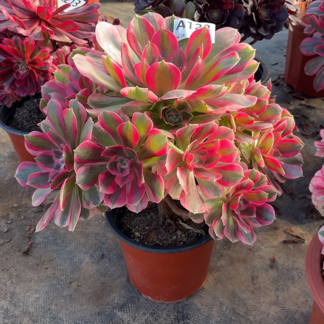 多肉植物粉女郎123多肉