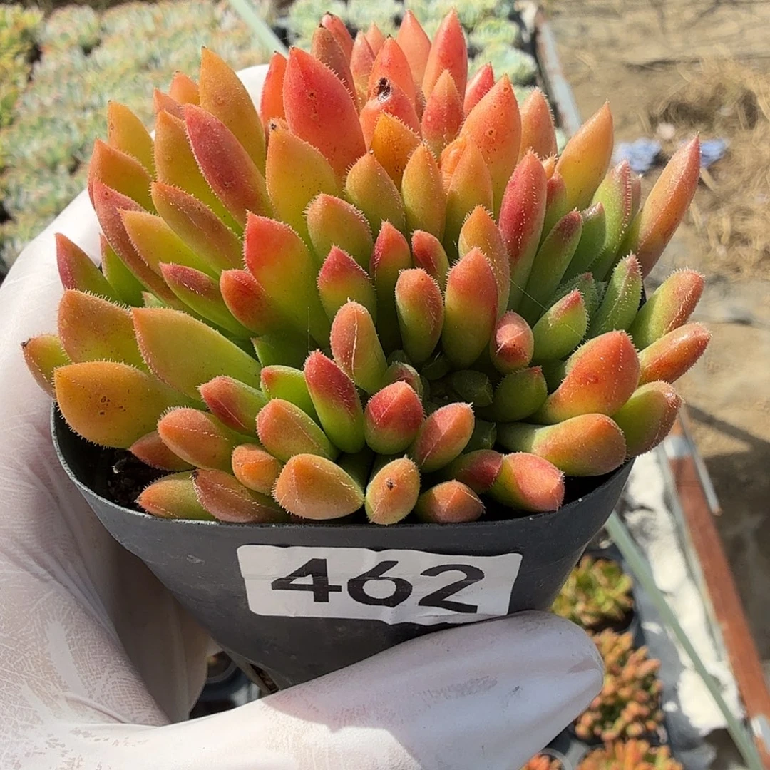 462七公分无砍红唇满20包邮