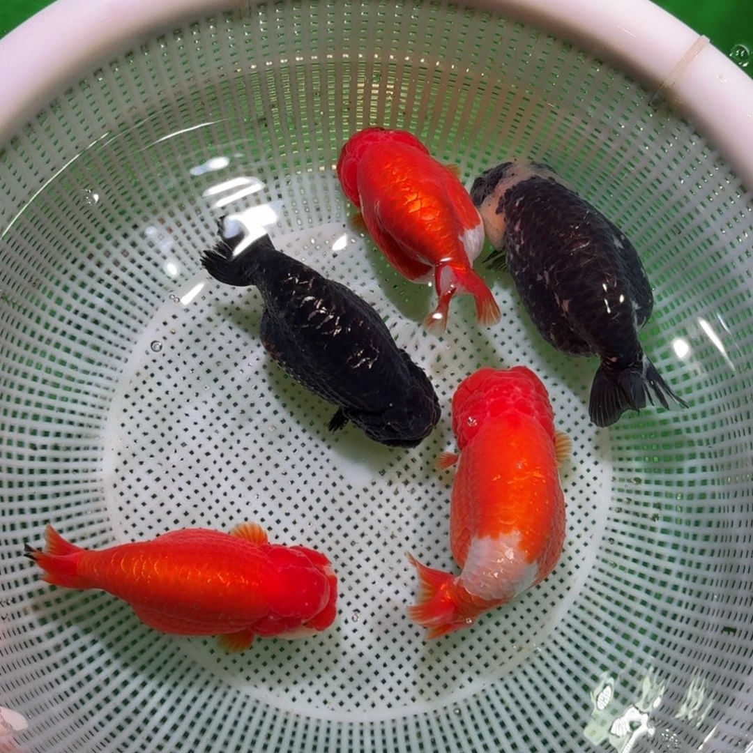 金鱼类不分公母 12