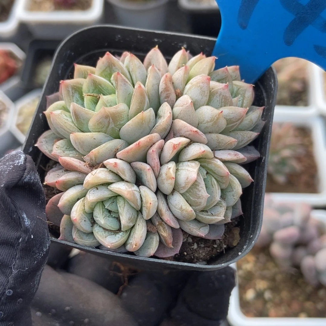 6143爱沙公主多肉