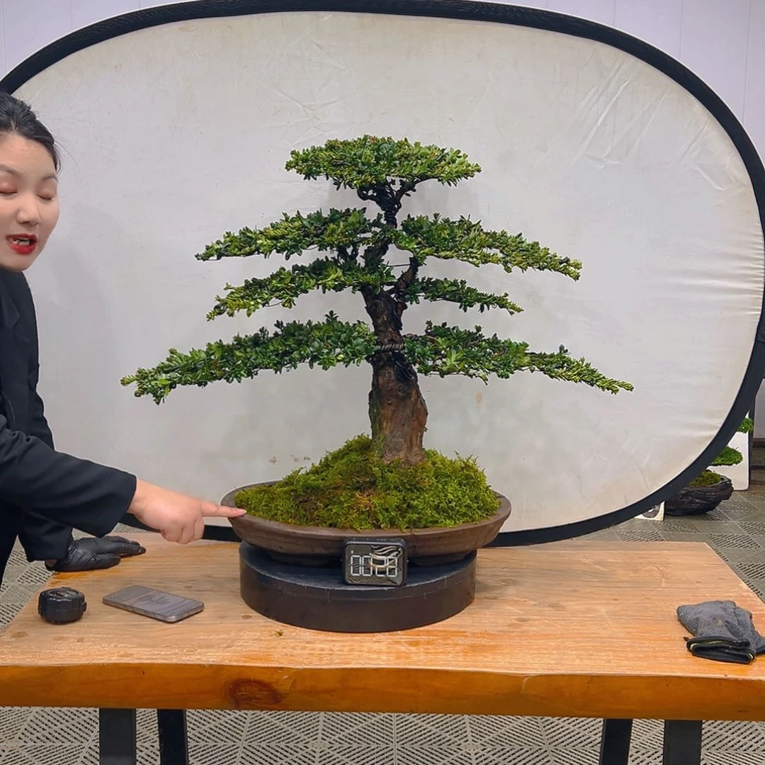 盆景园艺一物一拍