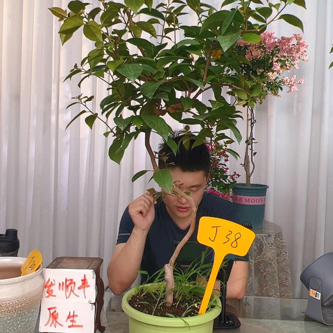 当前无花栽培后可以开花瞿*英J38金发女郎