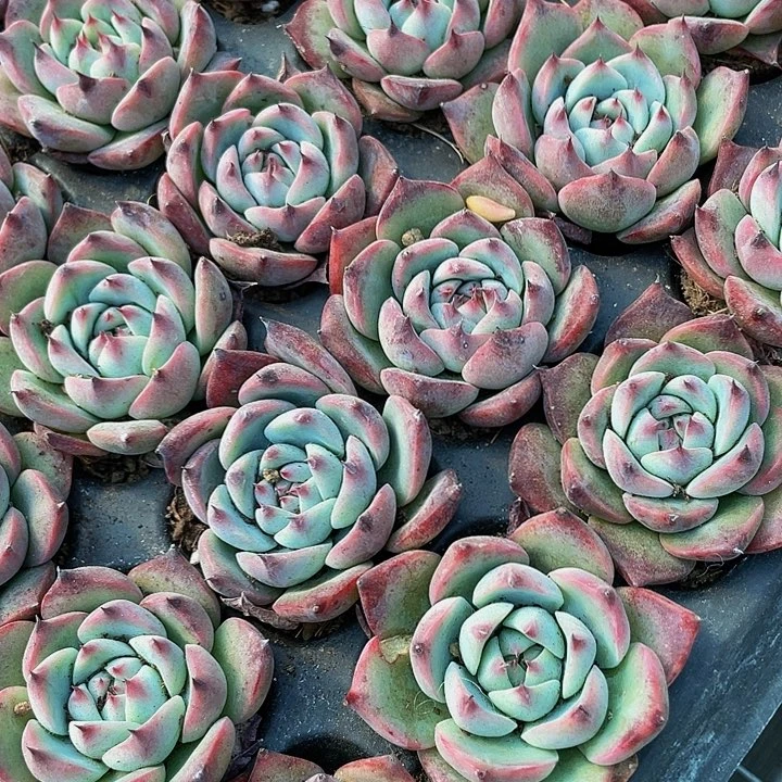 小吉娃娃1元带土发