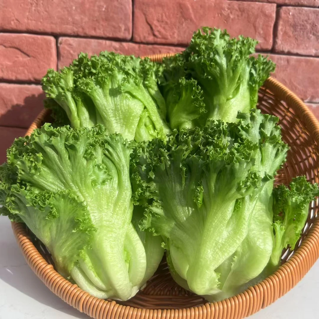 自营  云南维康【莱俪卡生菜】轻食优选 轻薄脆嫩 口感细腻 3斤装