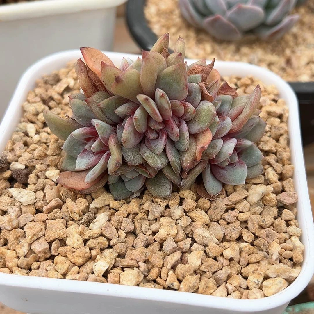 Lu专拍德国香槟缀化