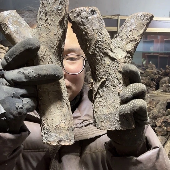 香榧木老****装火琉璃的毛料摆件