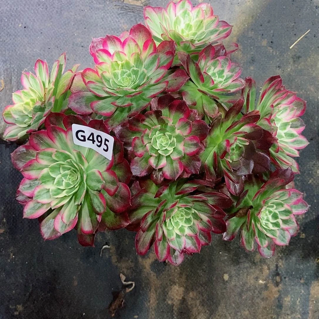 红陶简****3495万花筒3多肉duo