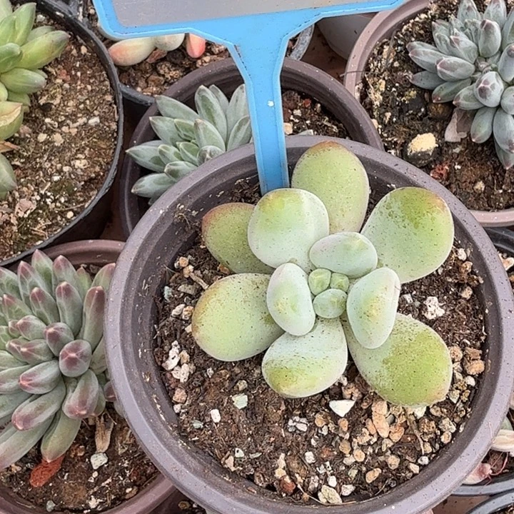 多肉植物一物一拍049
