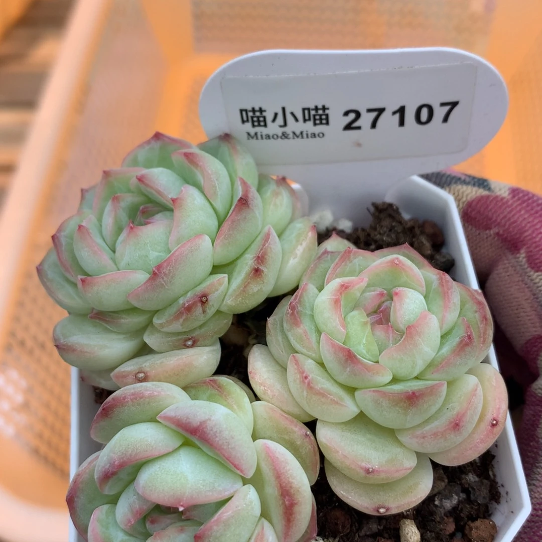 多肉植物糖心珍妮