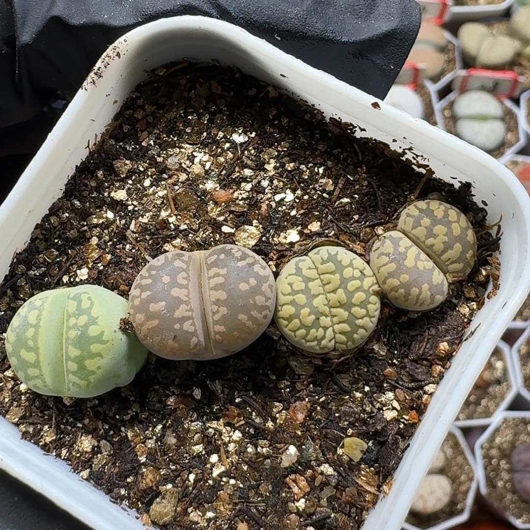 L***菁生石花111111。     272