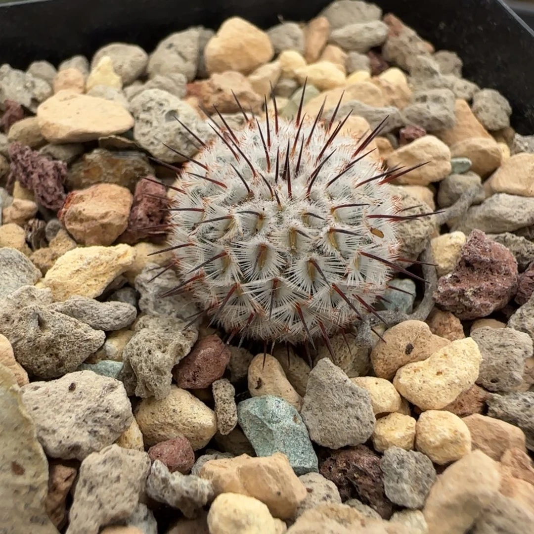 M***10521实生直刺佩雷多肉1.8