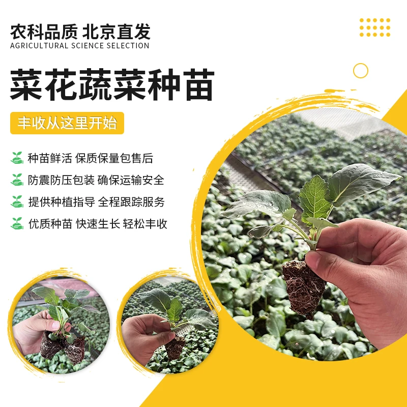 【农科院推荐】菜花苗菜秧苗农科院秋季种植盆栽地栽简单易种蔬菜苗