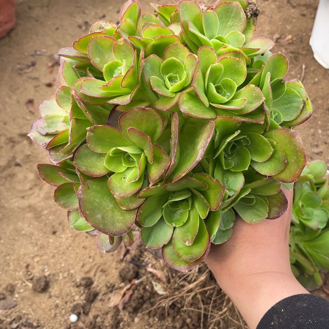 魅金玫瑰绣球小多肉法师断枝不包