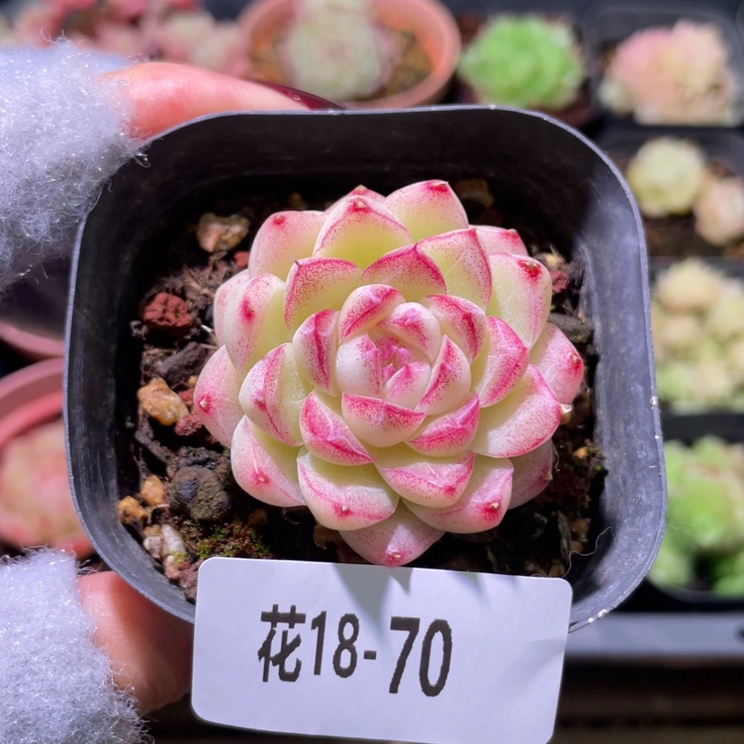 花利美18-70女王玫瑰