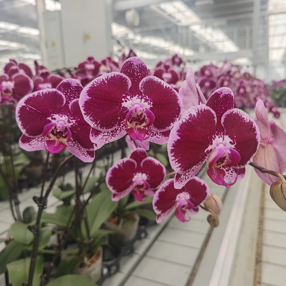 【蝴蝶兰】 双株大花头玫红色带斑点昂热sr