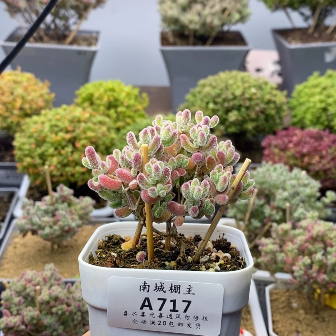 717优选冰晶枝干番杏