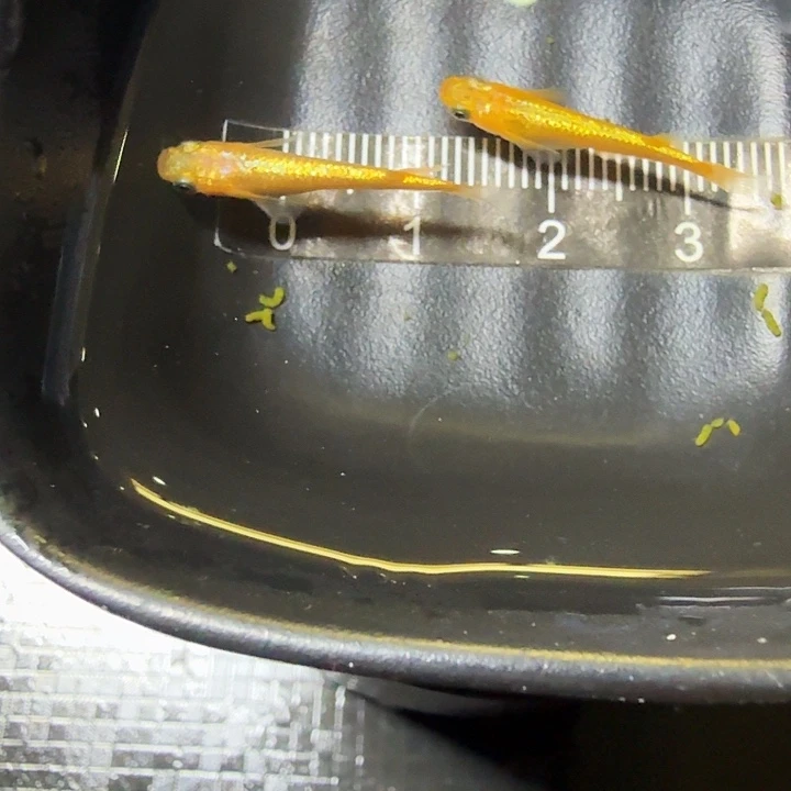 海水鱼16号拍品阳光