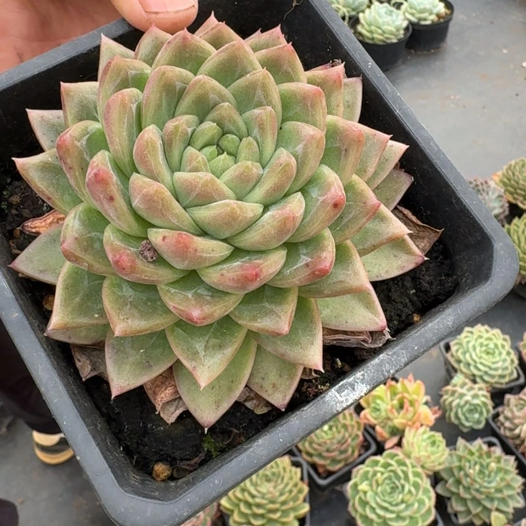 多肉杂交一物一拍28-145