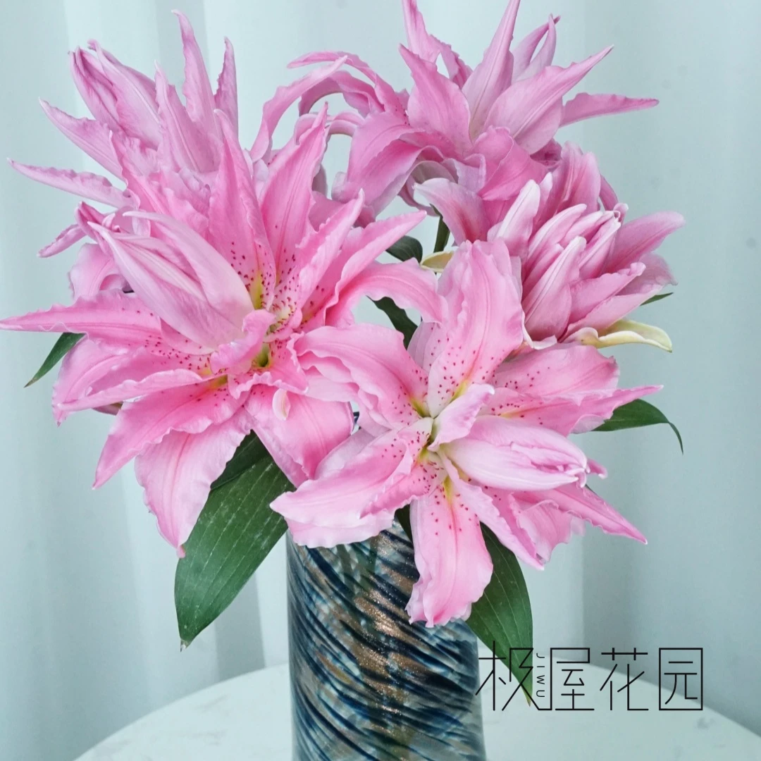 必种百合云南昆明基地重瓣百合种球【美好回忆18/20cm】,当年开花