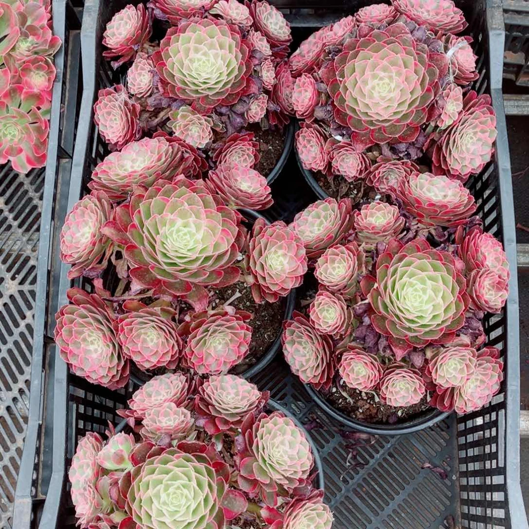 孔雀翎量拍多肉法师一个