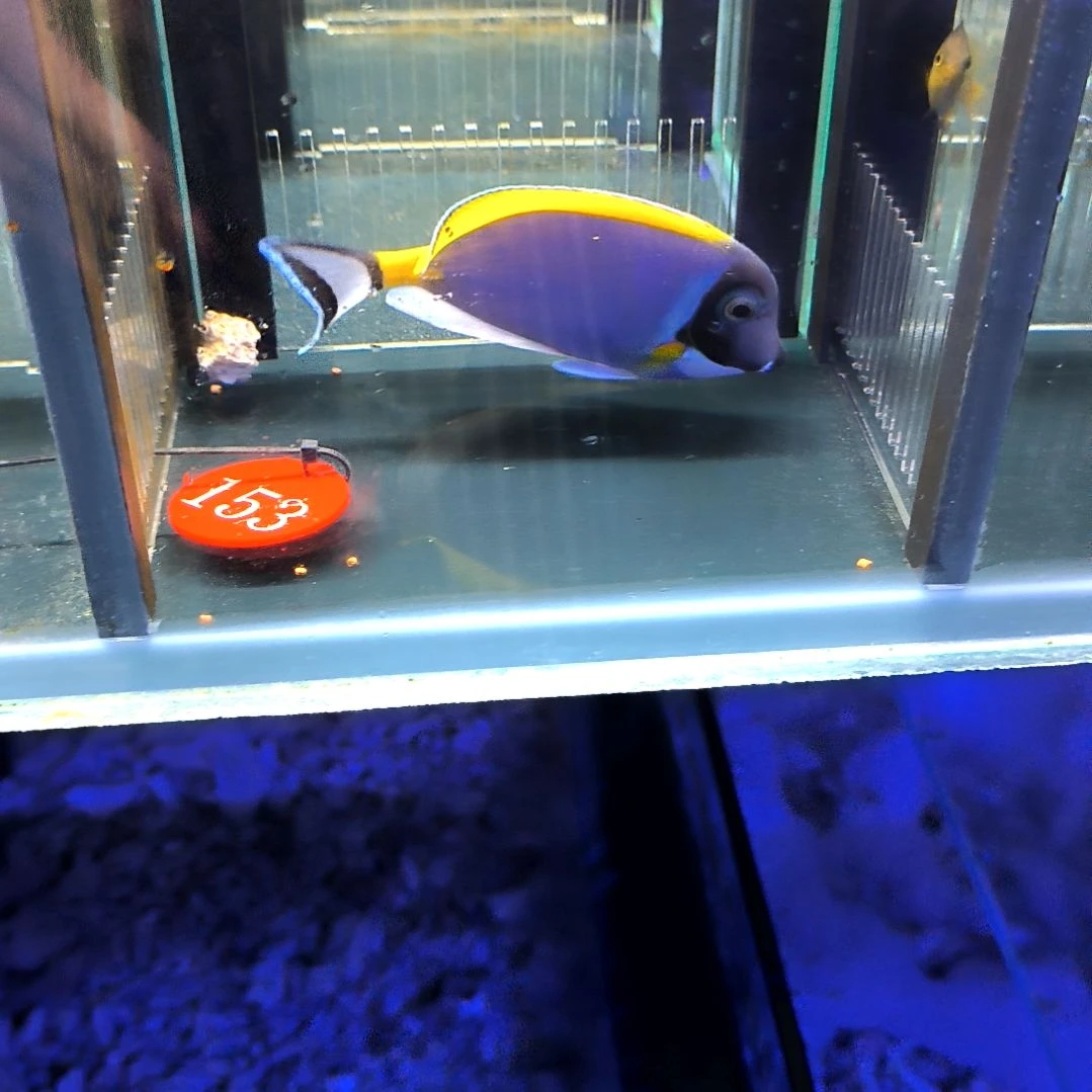 海水鱼粉蓝吊11+/6-62-153