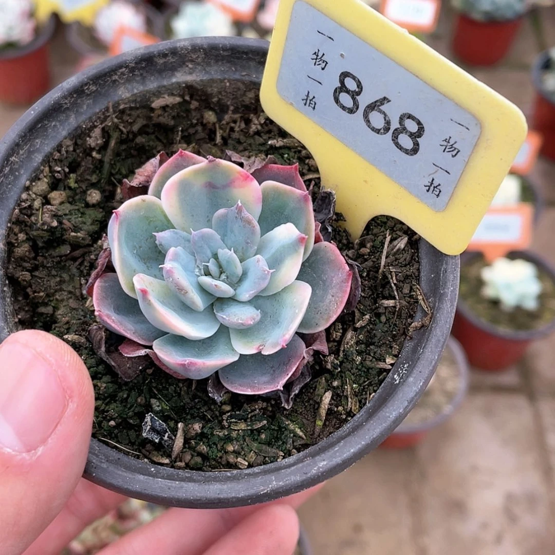 【闪购商品】868号