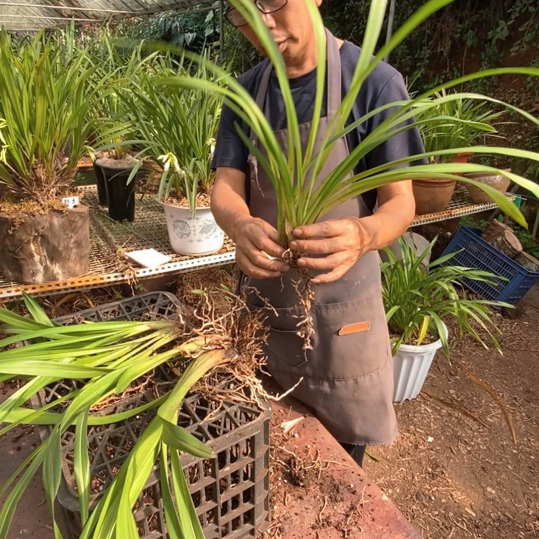完全开放丝稿艺虎头兰
