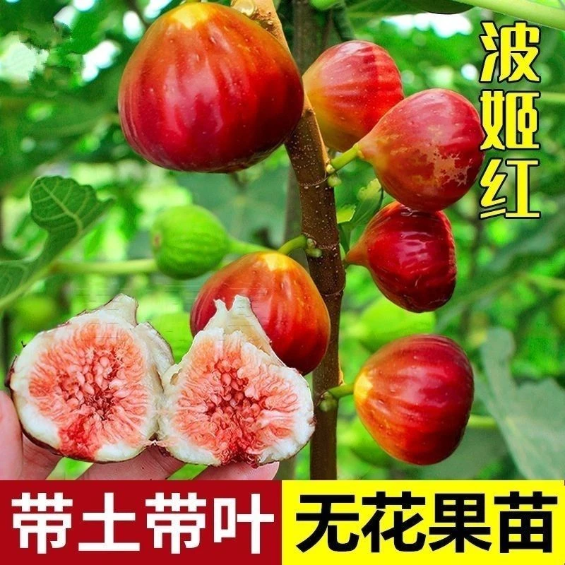无花果树苗波姬红大果新品种耐寒耐旱盆栽地栽南北方种植惊喜不断