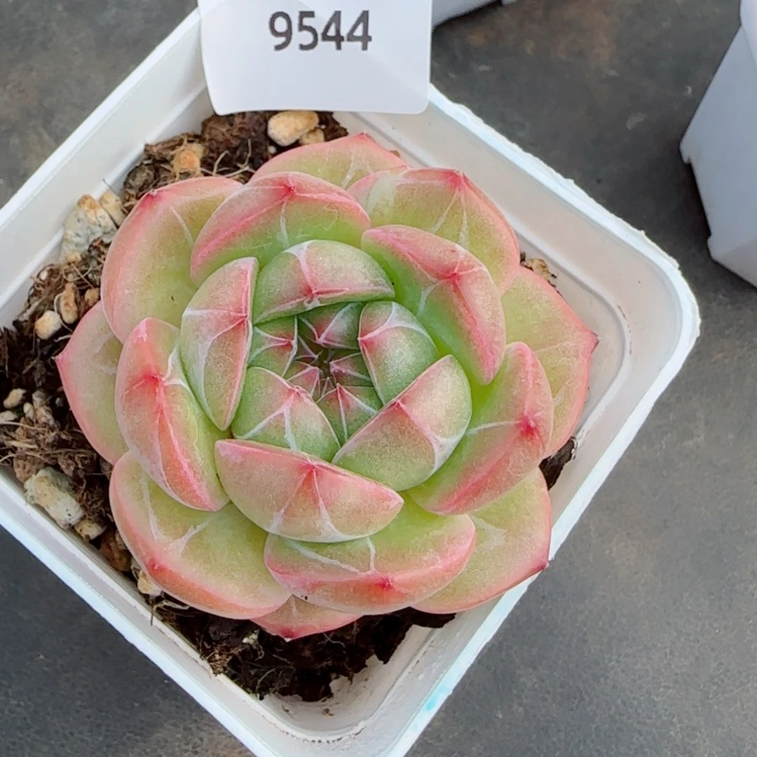 树莓珍妮，9544多肉植物