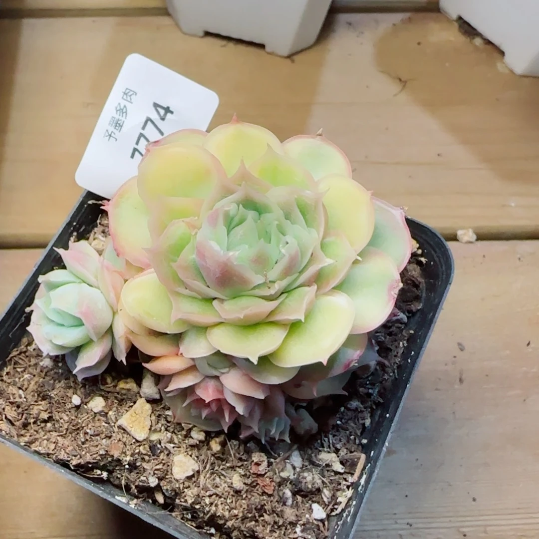 水晶虾饺，7774多肉植物