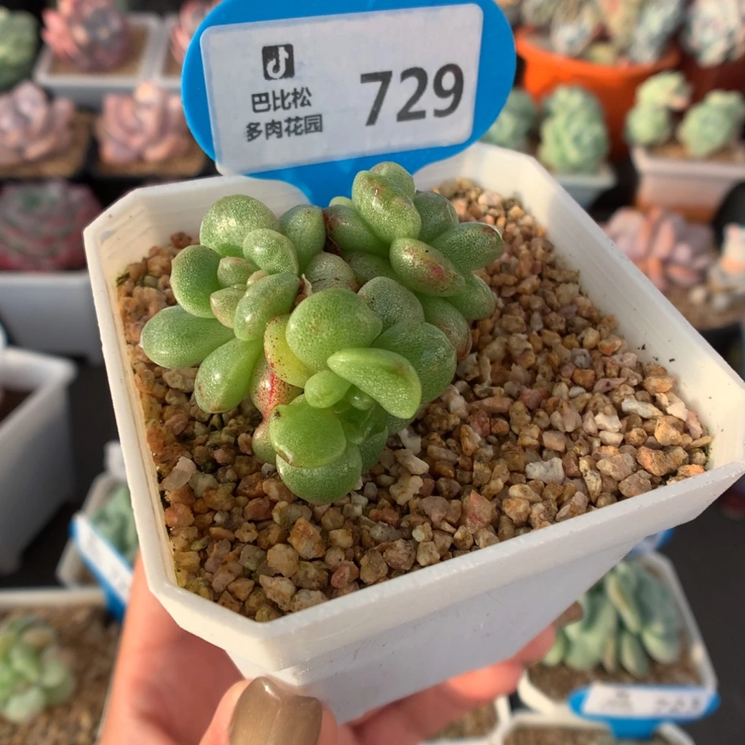 729三头冰玉石化多肉植物
