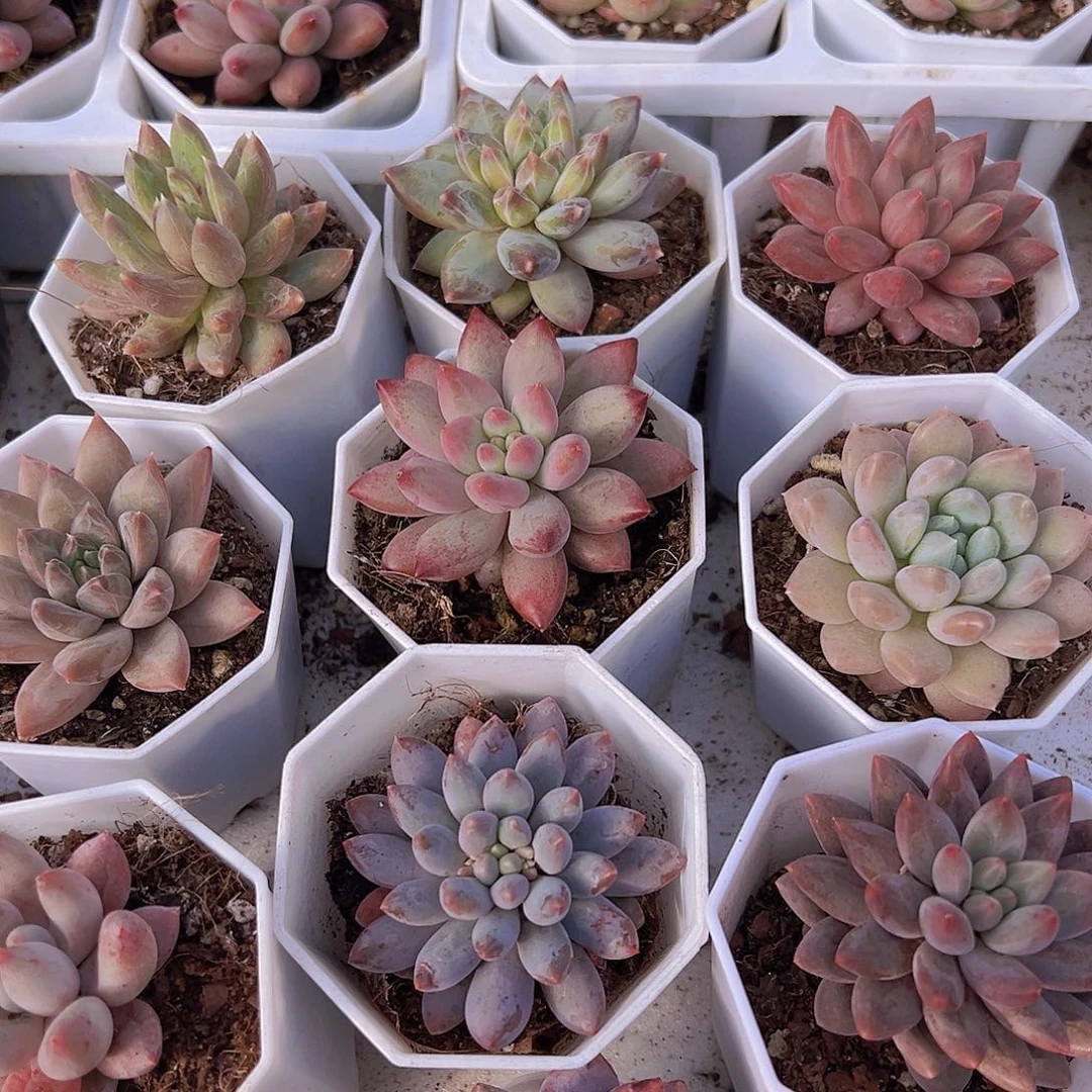 美人系10包邮多肉植物