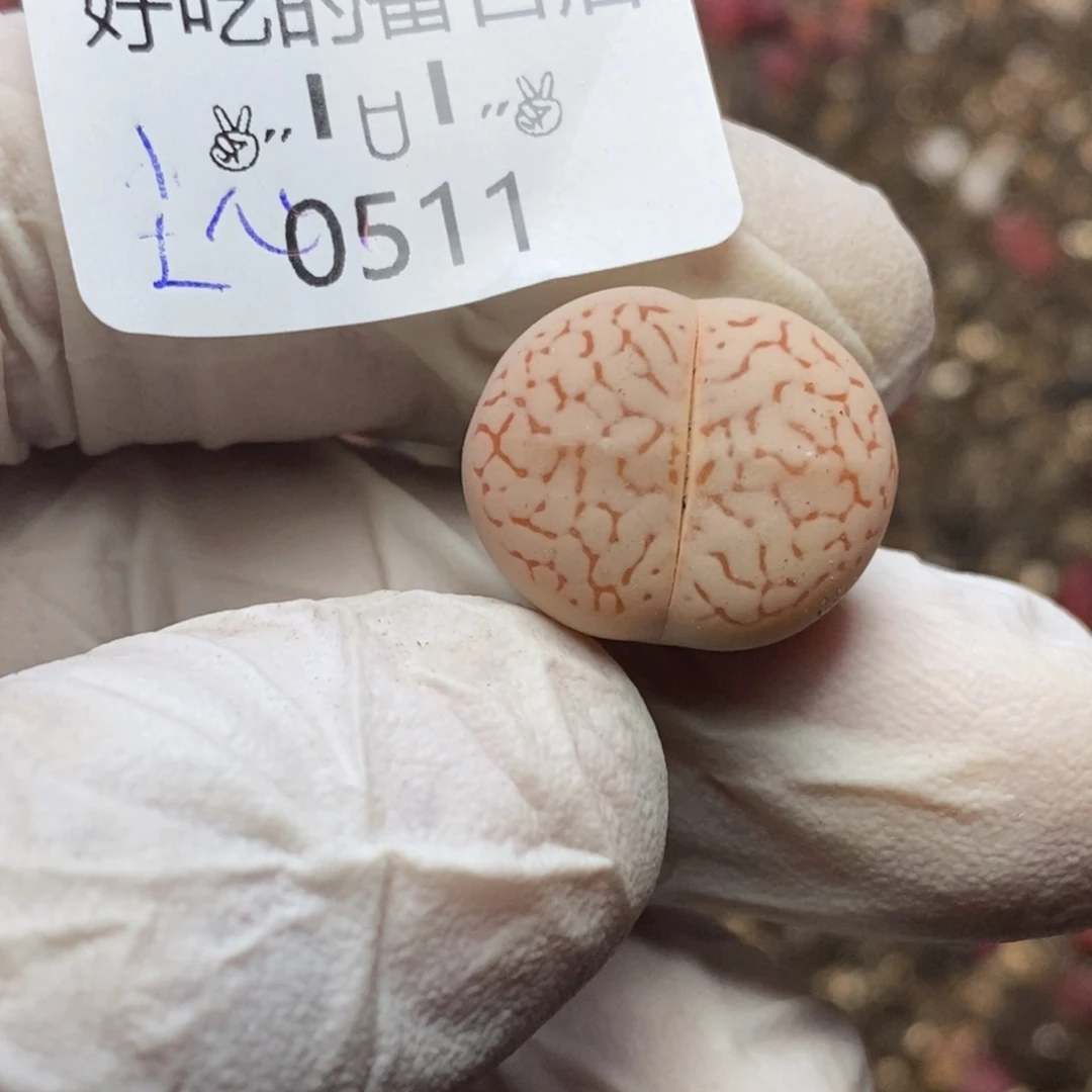 尘**素0511。零下拍保温。