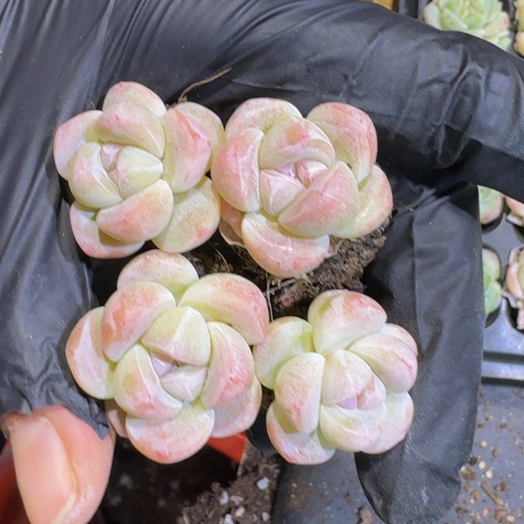 04号小粉冰玉到手12颗