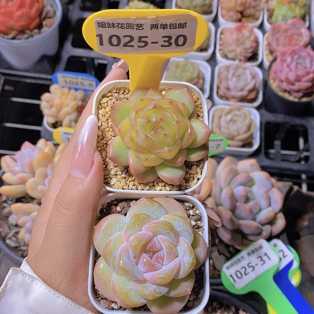 念***安1025-30-专拍福利美肉2颗