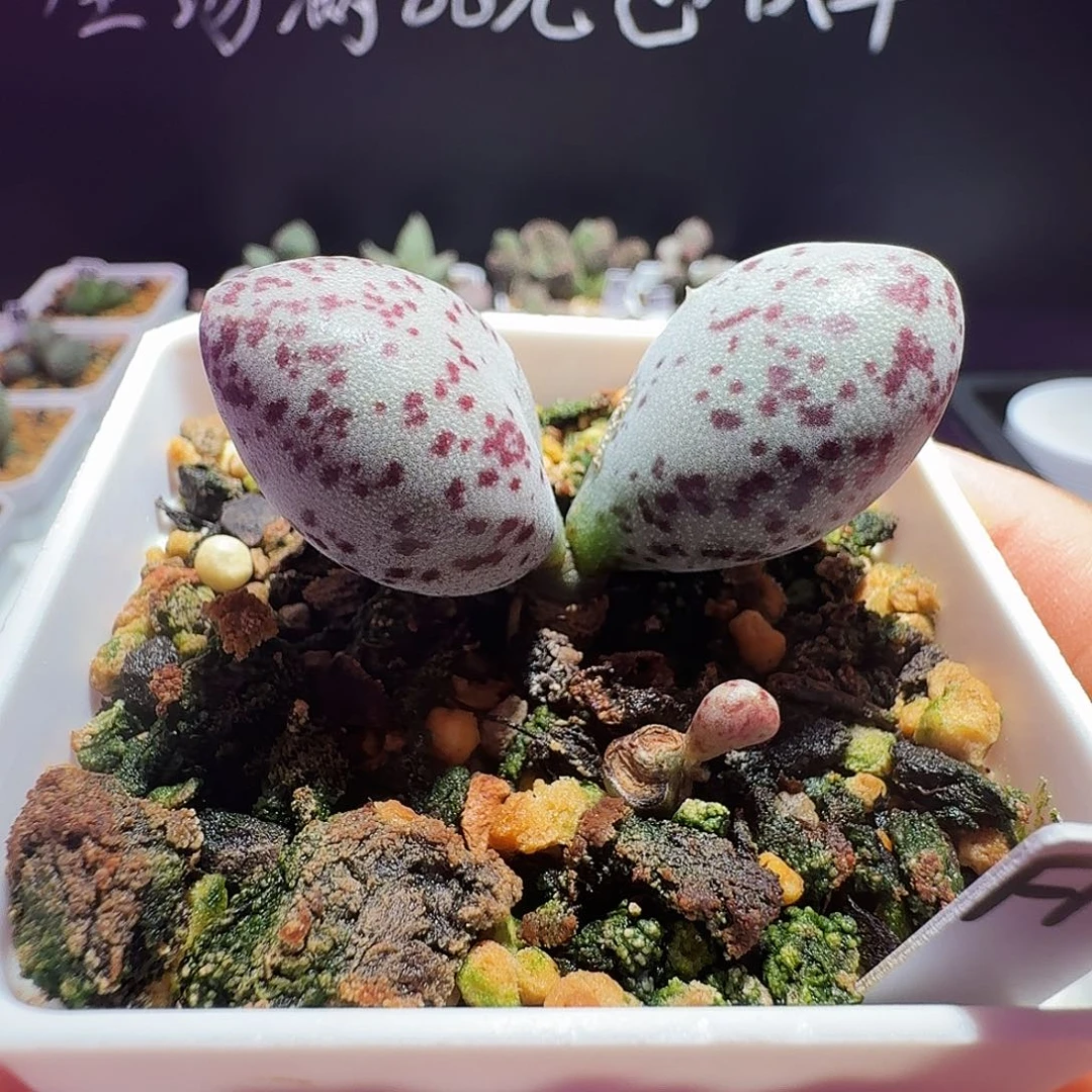 白棒子水泡，带盆发货，满88包顺丰