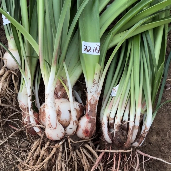 无花朵棒***ㄣ双重闪耀➕秋包对版7783